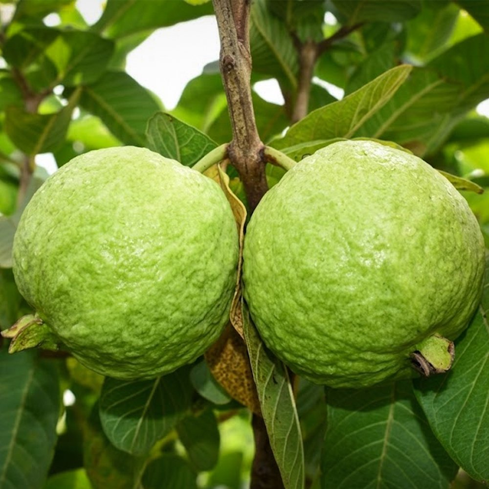 Guava (Thai)