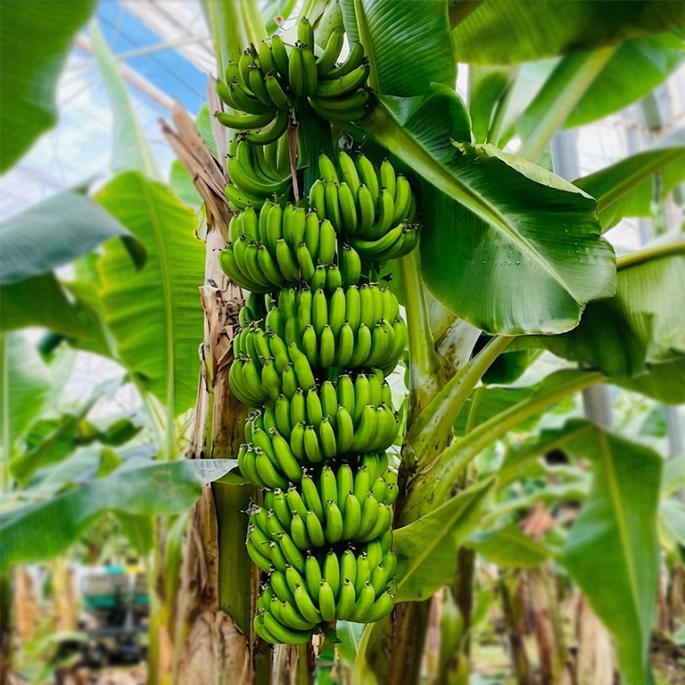 Banana (G9) photo 2